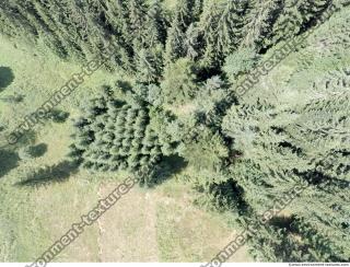 forest from above 0009